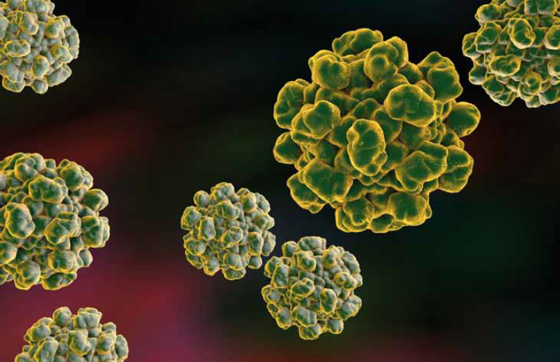 Ruolo degli epatovirus nella precoce insorgenza del processo di aterosclerosi e di disfunzione valvolare