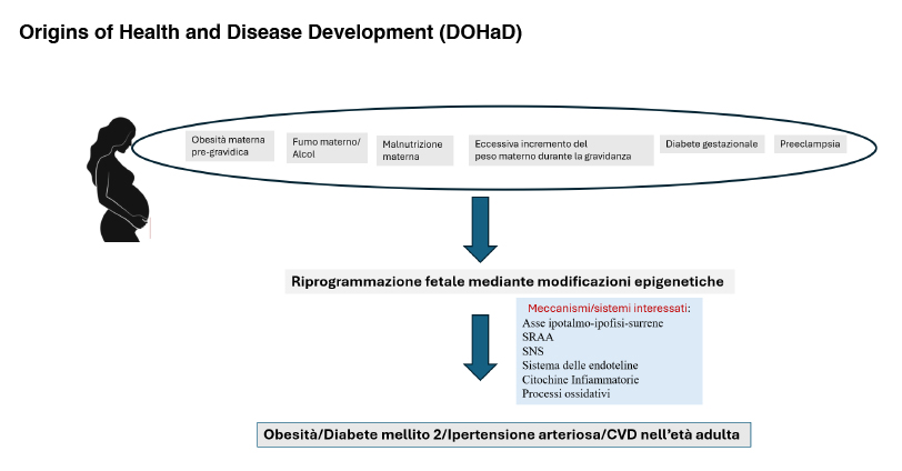 Developmental Origins of Health and Disease (DOHaD)